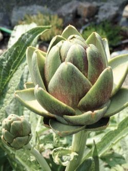 artichokes