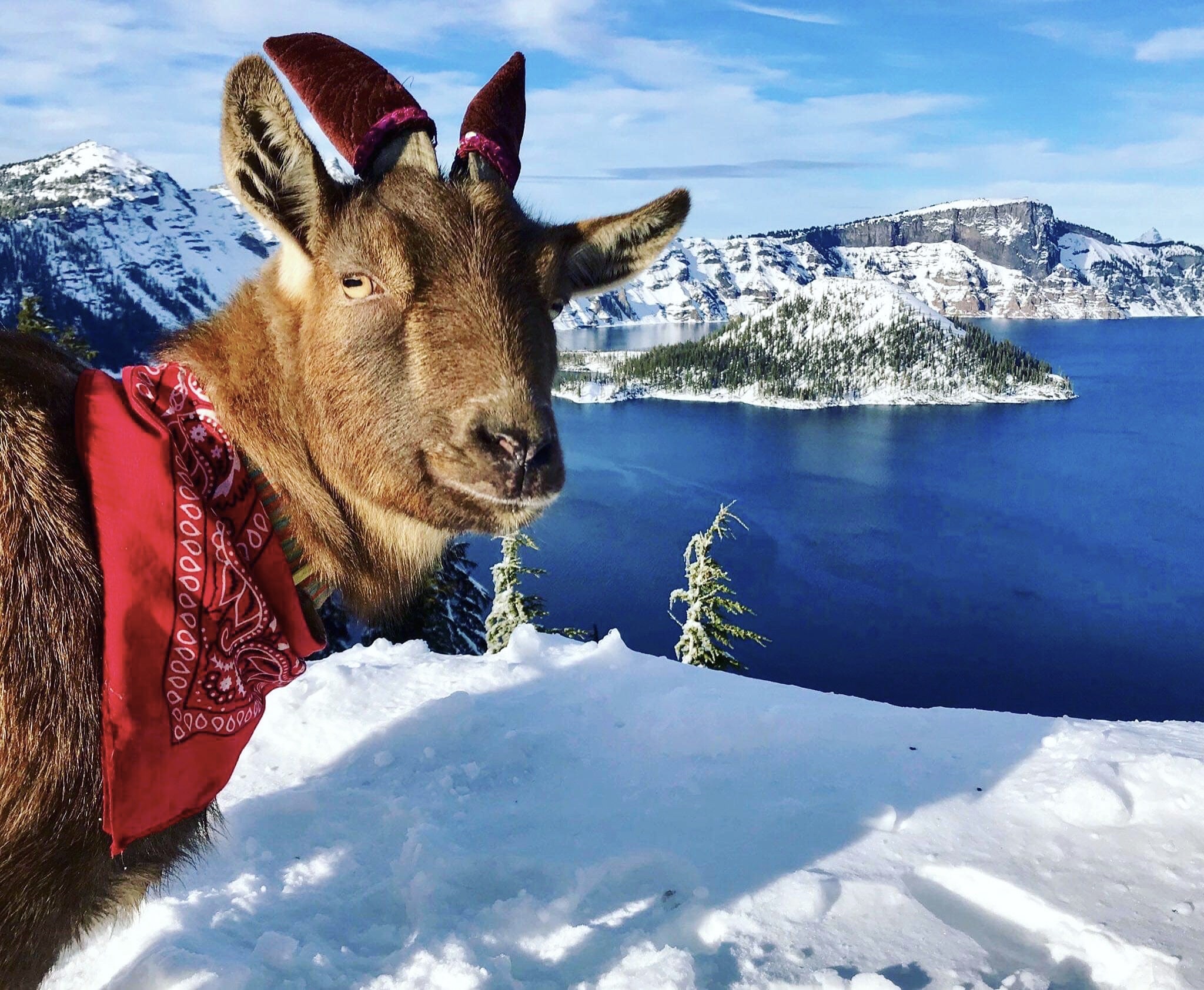 Goat wearing red bandana, looking at camera in front of snowy mountain