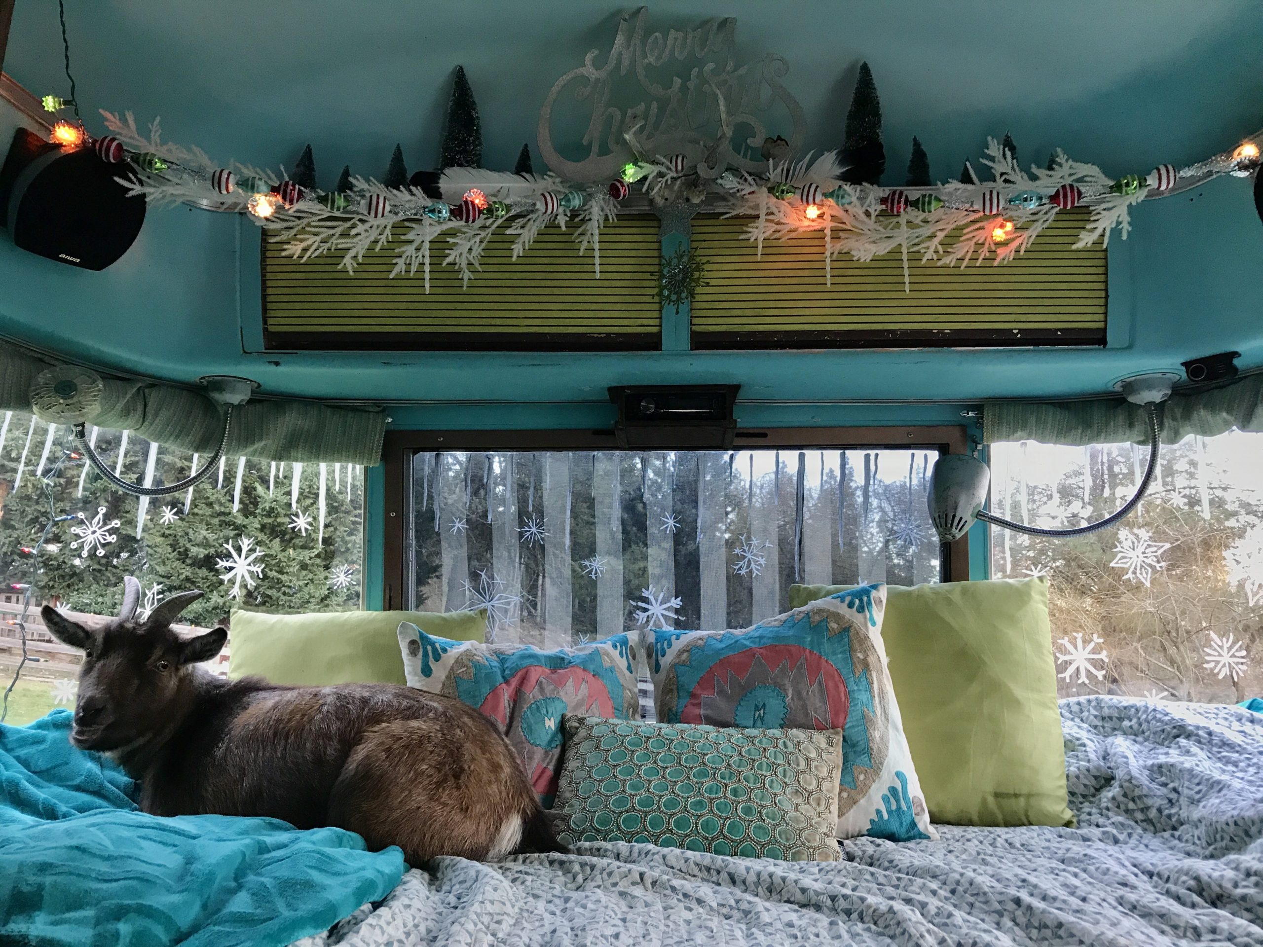 Pet goat relaxing on travel trailer bed with holiday decorations