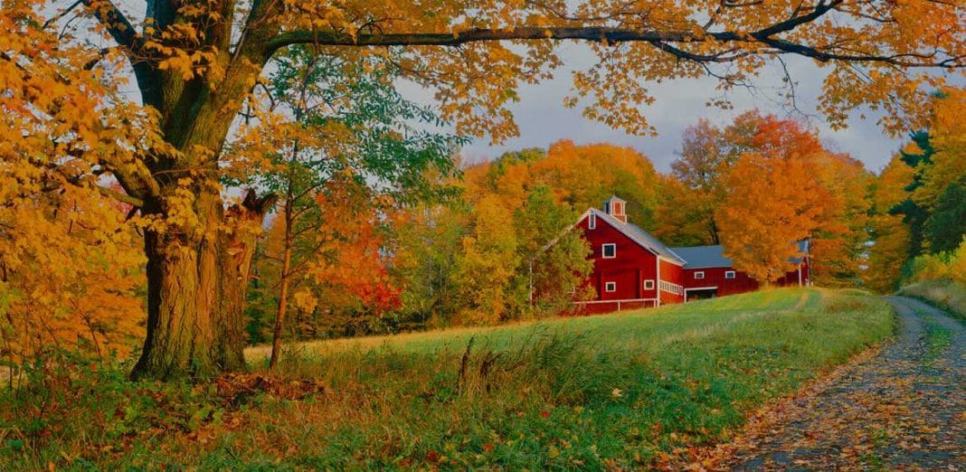 Bissell maple farm with fall colored trees and red barn