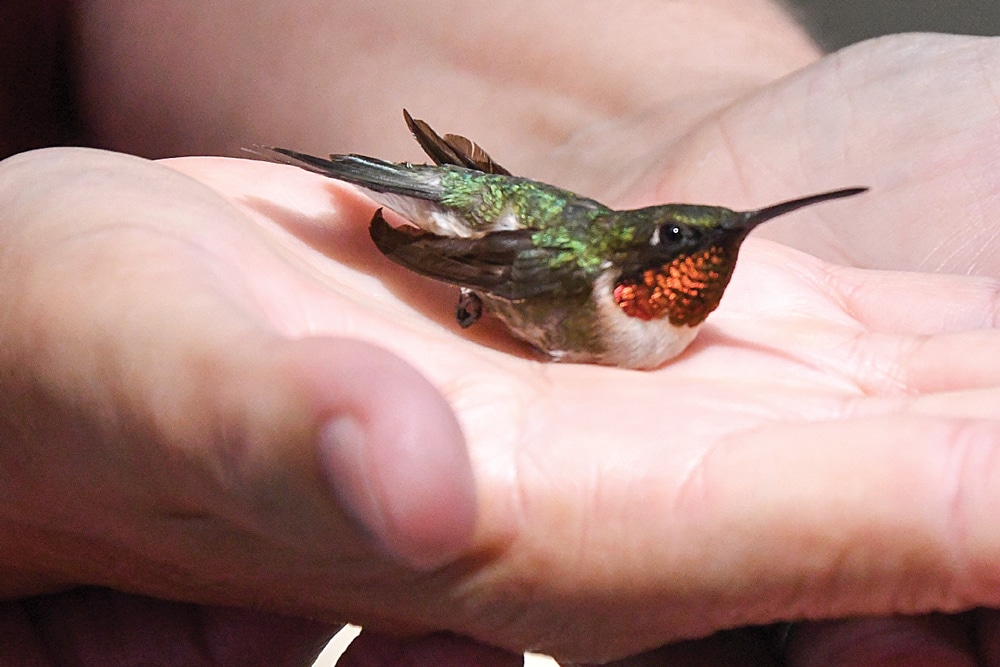 A banded hummingbird at the Potlatch Conservation Education Center