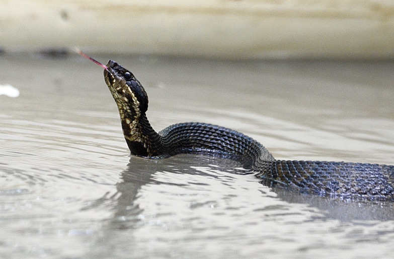 A cottonmouth snake on Bayou DeView in Cache River National Wildlife Refuge
