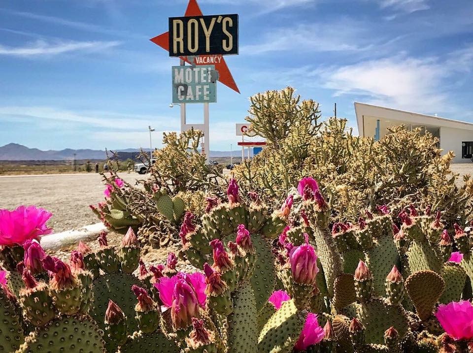 Desert cactus flowers in front of Roy's Motel and Cafe