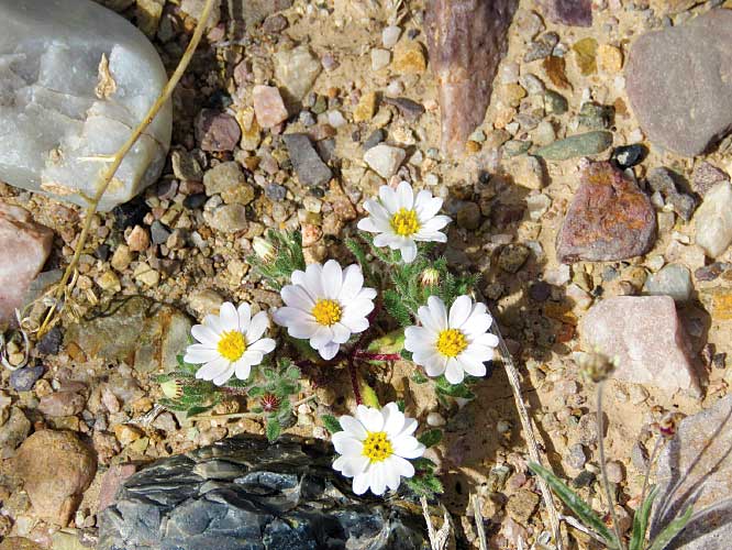 Following a rainy winter, the desert floor and surrounding foothills come alive with blooming wildflowers in spring .