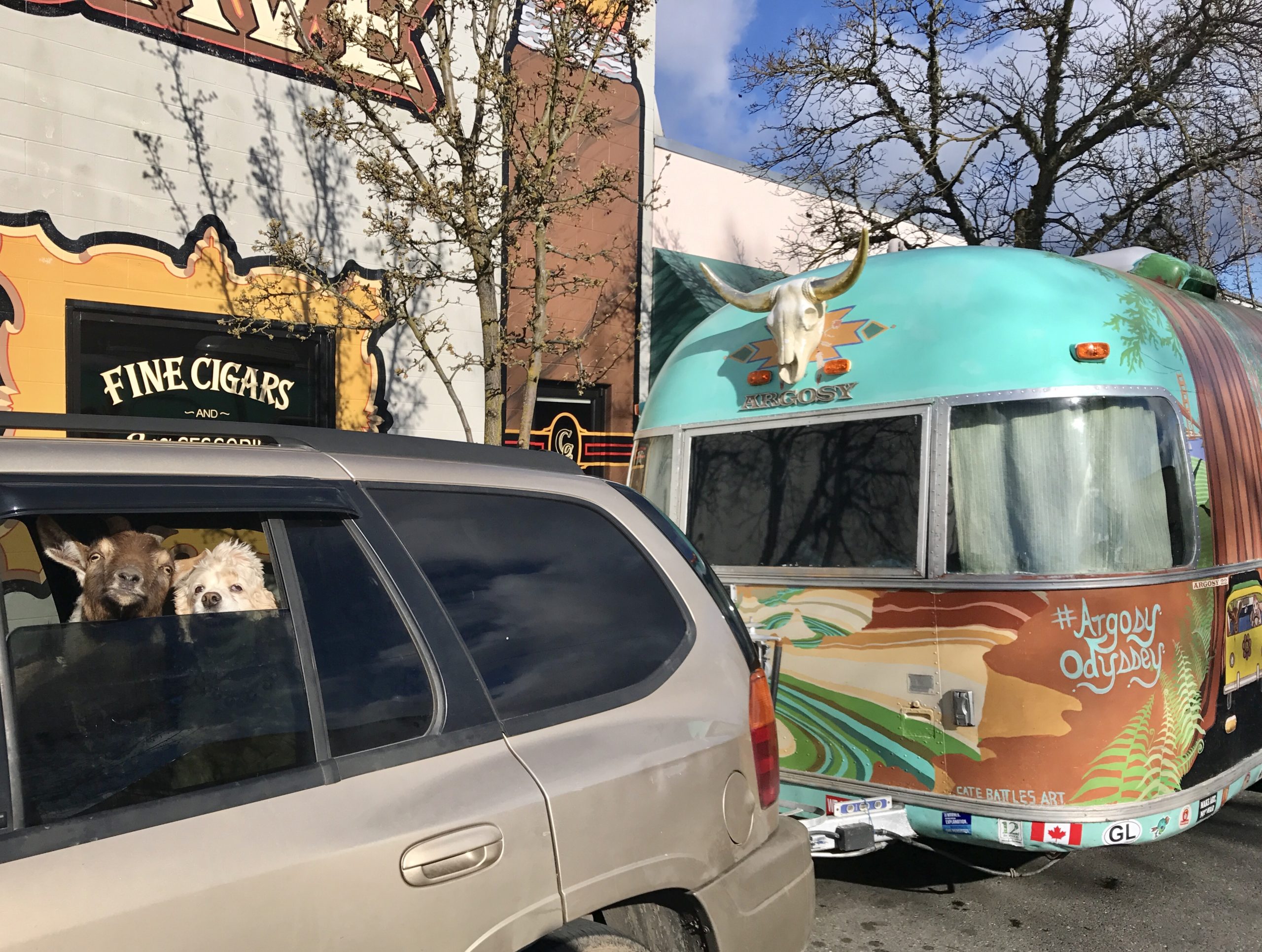 SUV with goat and dog peaking out window