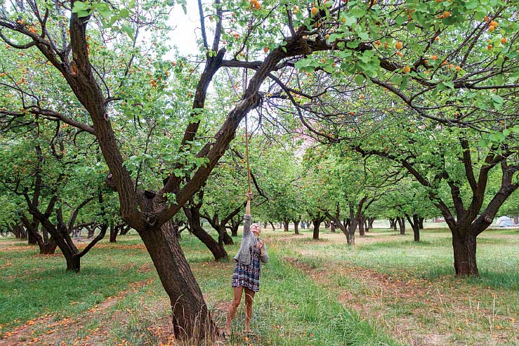 RV sites at Fruita Campground in Capitol Reef National Park are conveniently located near the orchard