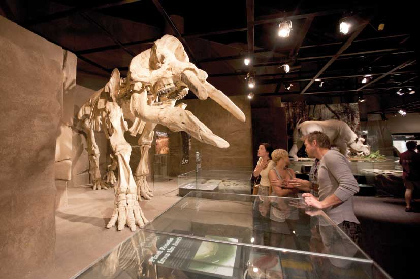 Visitors come face to face with dinosaur skeletons at Drumheller, Alberta’s Royal Tyrrell Museum, Canada’s only museum dedicated exclusively to paleontology. 