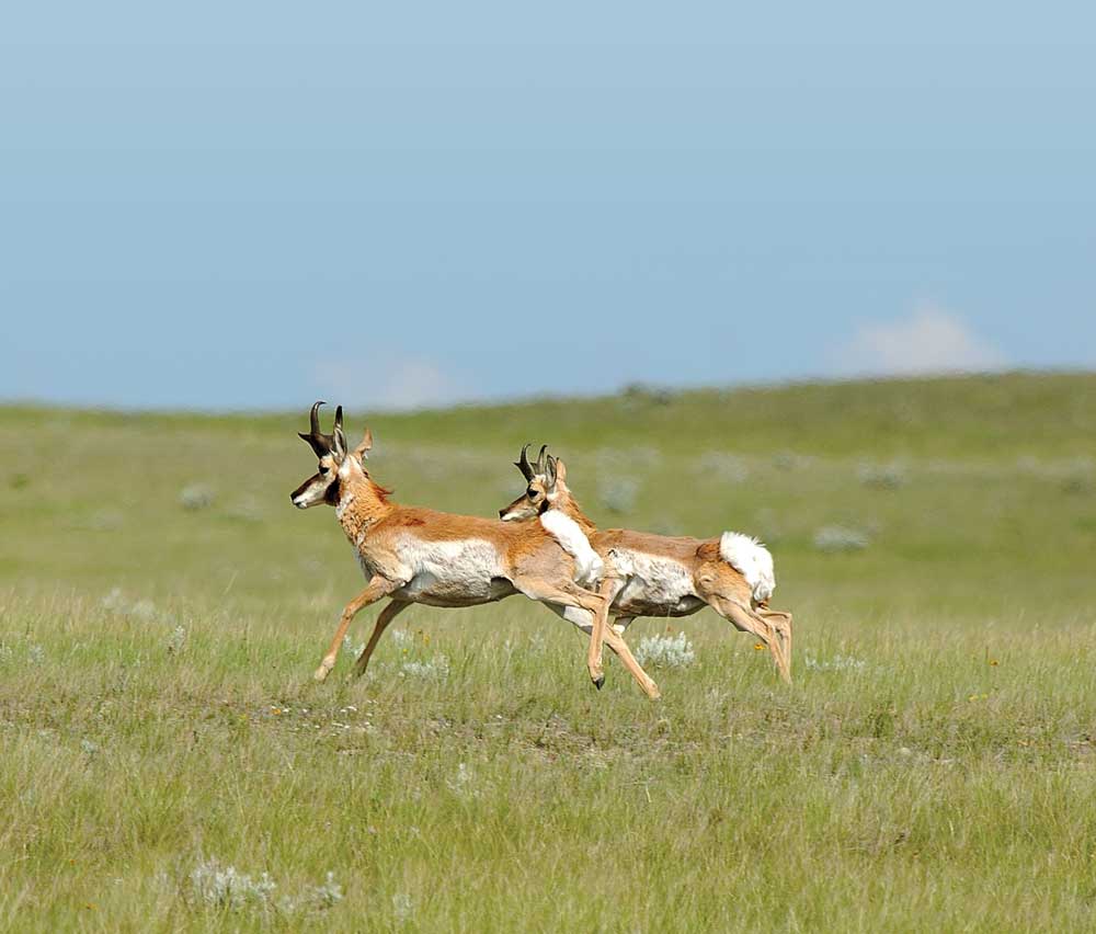 Icons of the Canadian prairie, pronghorn can outrun any creature in North America.