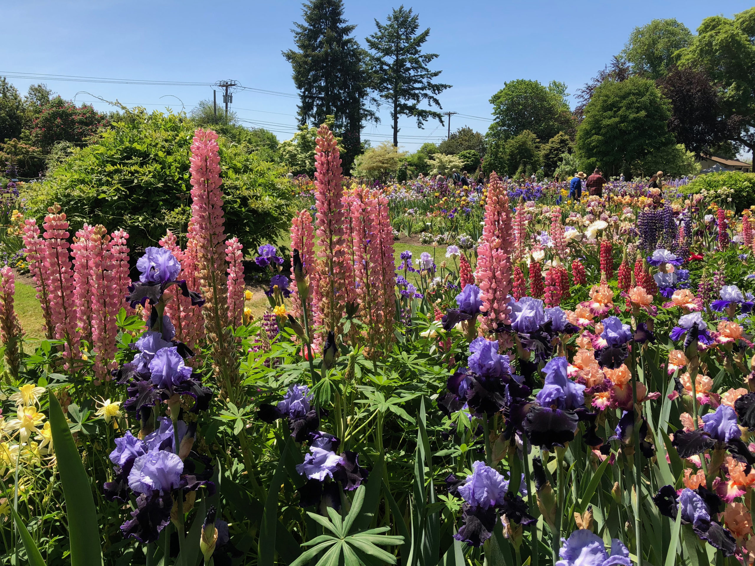 Schreiner Iris Gardens with large mauve and purple irises 