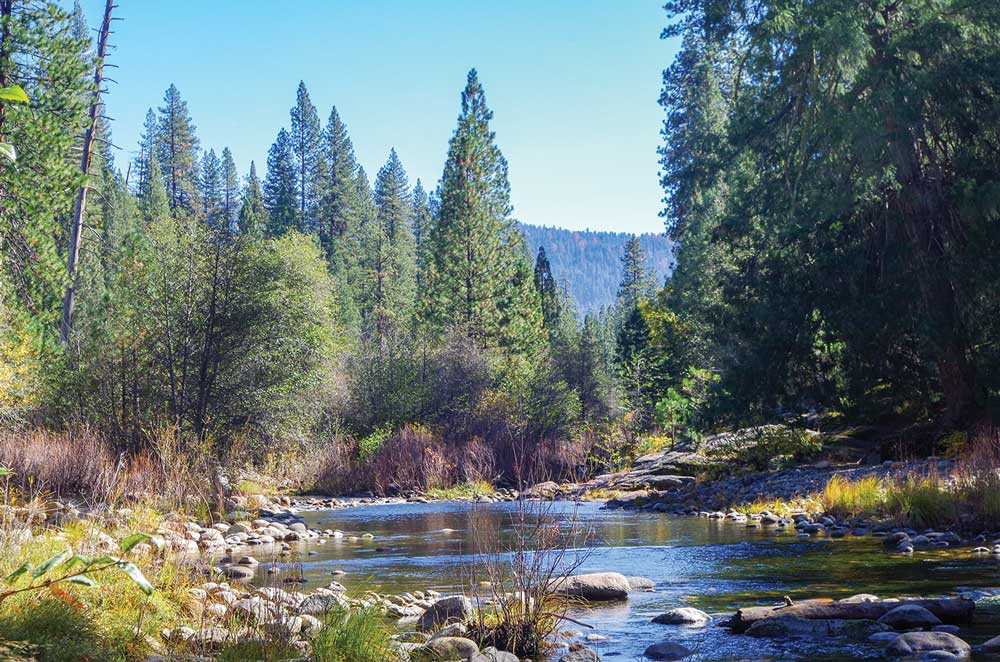 river and trees in Yosemite