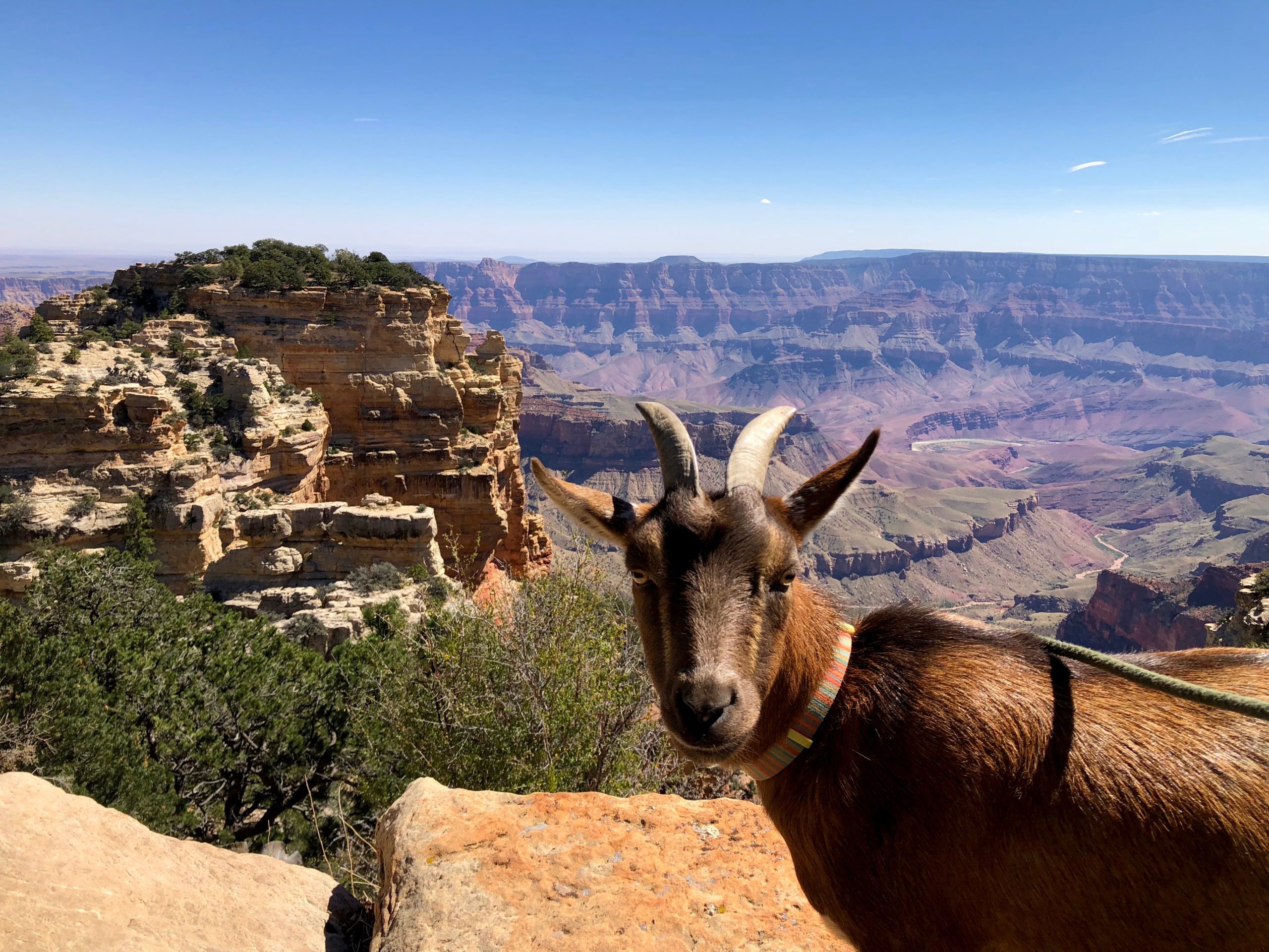 goat looking at camera in Grand Canyon