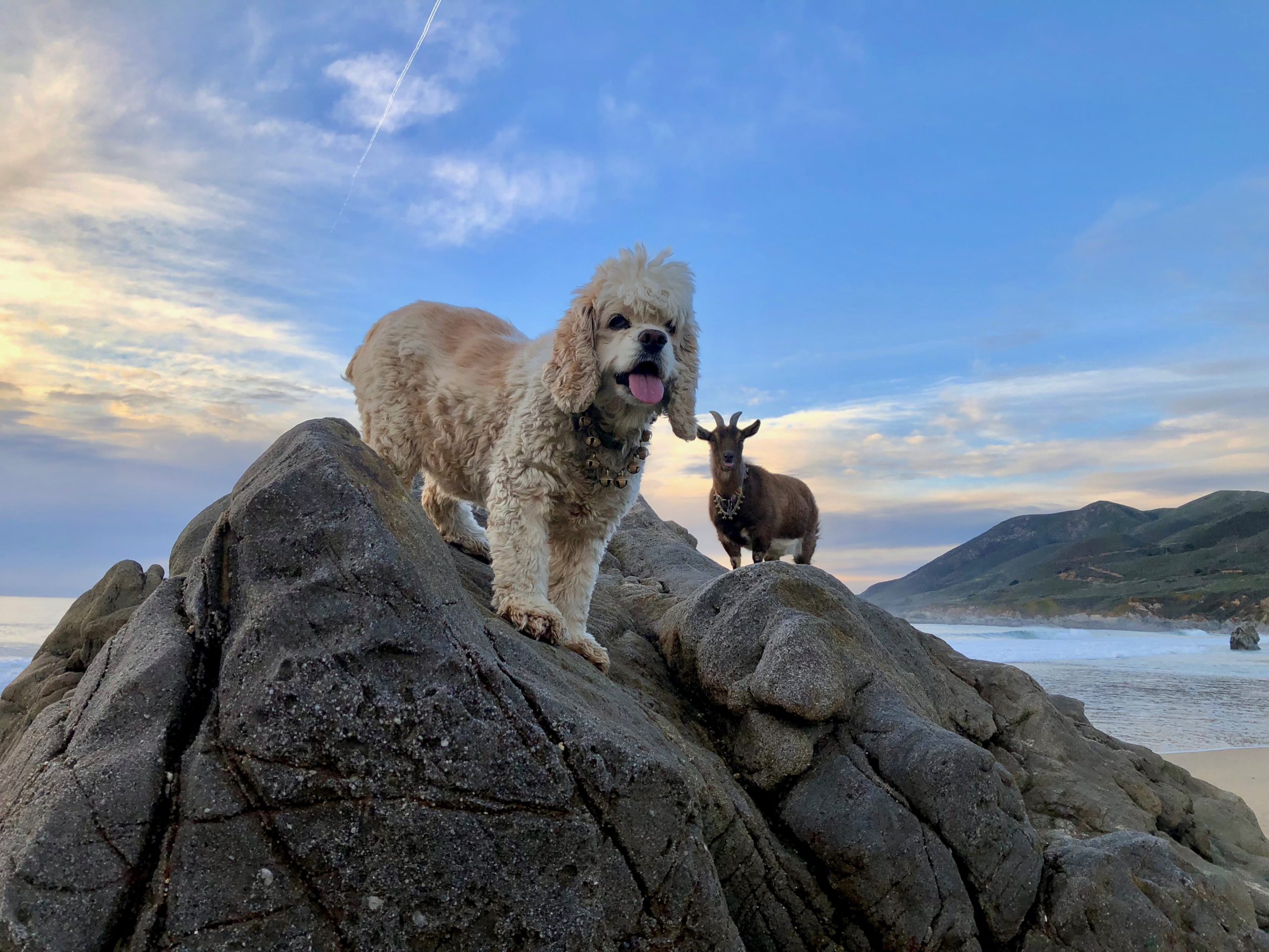 White dog and goat standing on rocky mountain