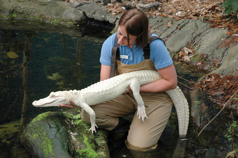 Luna, a rare albino alligator, can be seen at Fort Fisher’s North Carolina Aquarium.