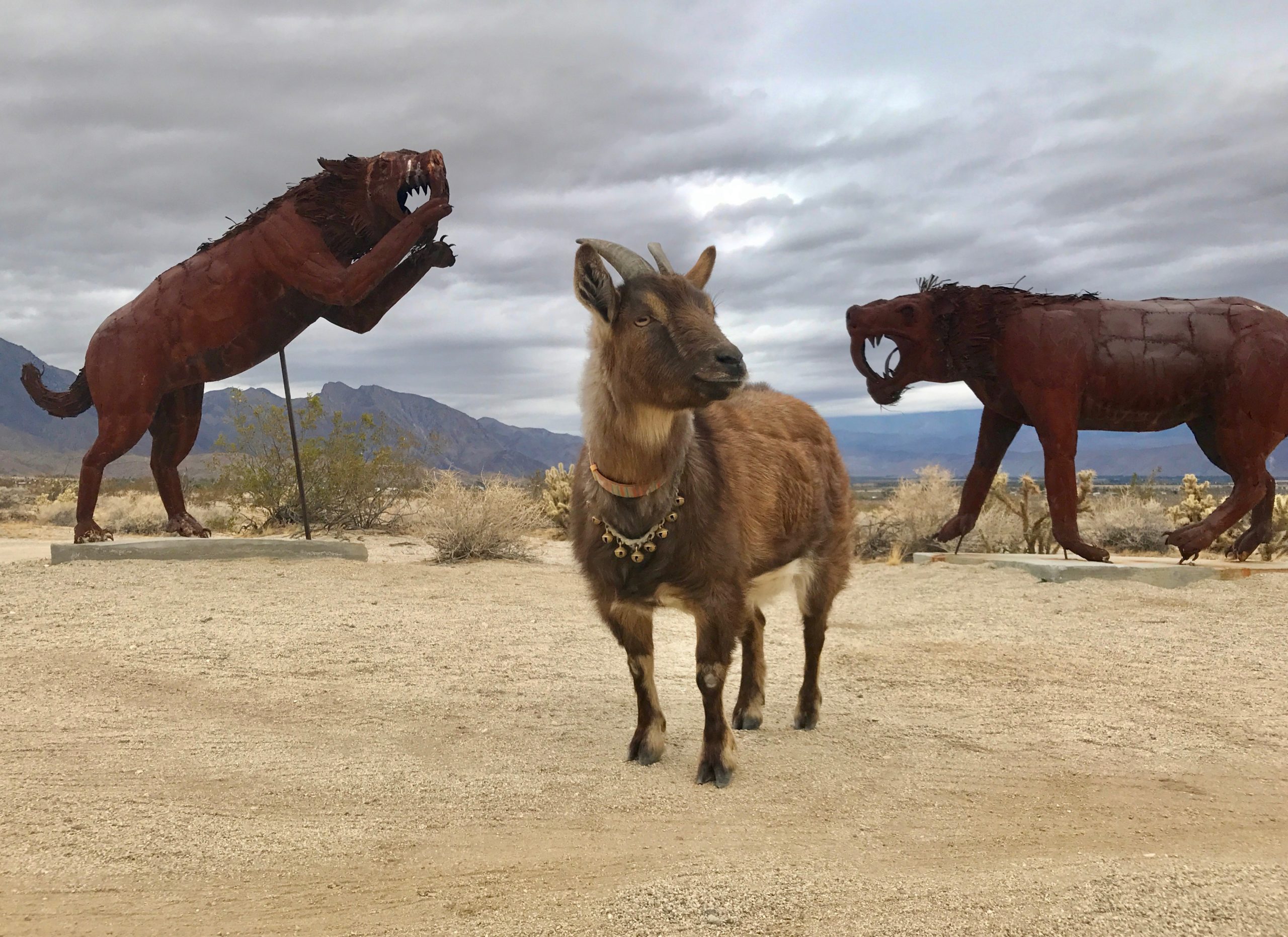 Goat standing in between two lion metal sculptures in desert