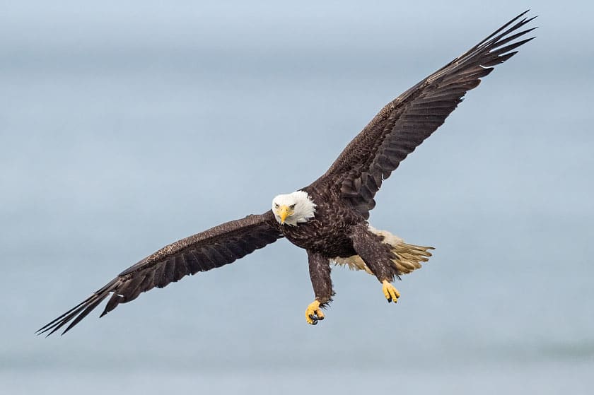Bald eagle Bald eagle