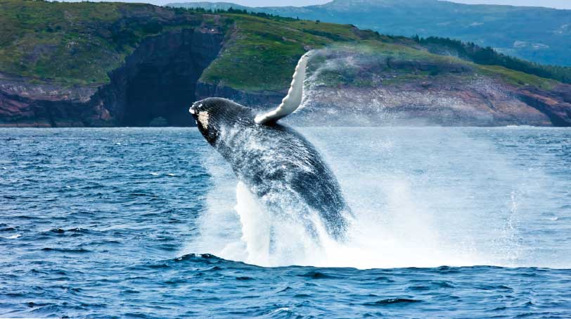 a humpback whale breaching with land behind