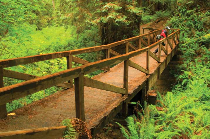 James Irvine Trail offers a scenic 4.5-mile (one-way) hike through Prairie Creek Redwoods State Park to the beach at Fern Canyon.