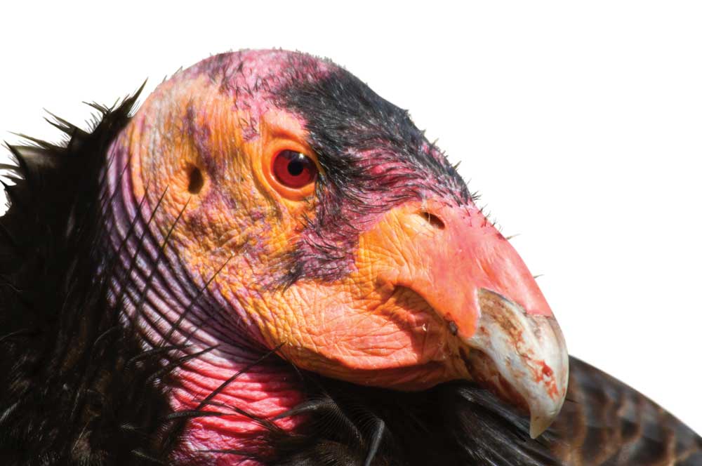 This California condor (Gymnogyps californianus) was photographed at the San Diego Zoo Safari Park in California.