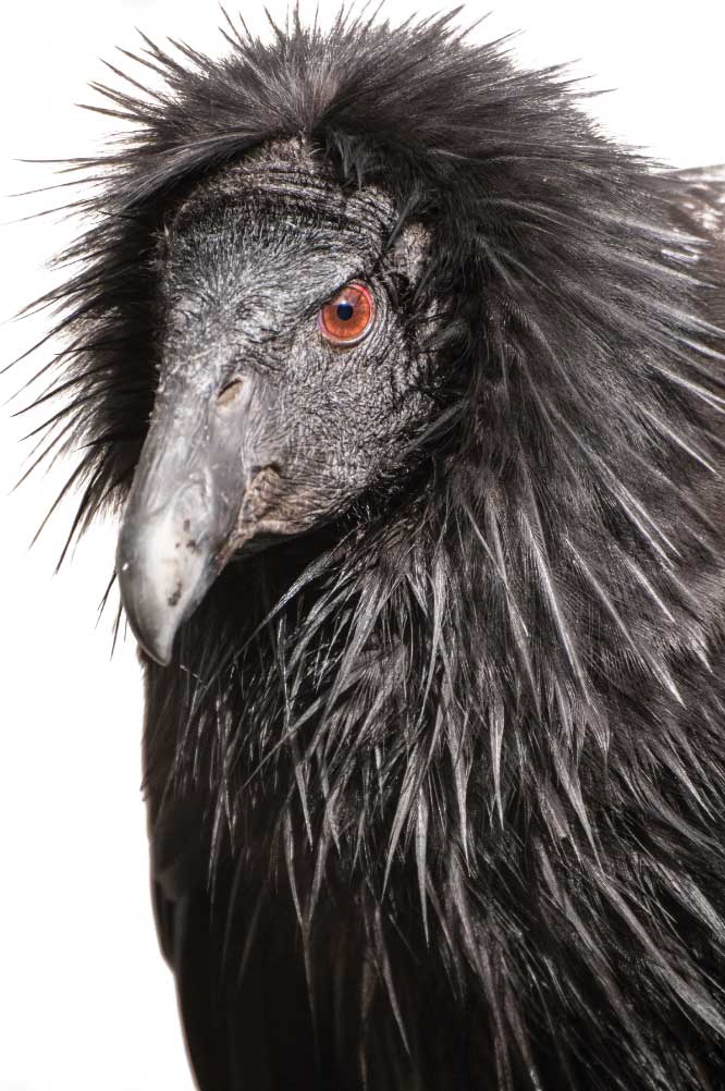 Meet the Condors: If you are fortunate enough to read the condors’ tags, note the color and number and go to www.condorspotter.com to learn more about that condor. We spotted female 22, Cosmo, of the Big Sur population, born April 17, 2000, raised at the San Diego Zoo. With her was male 51, Crush, also of the Big Sur population, raised in the Los Angeles Zoo. 