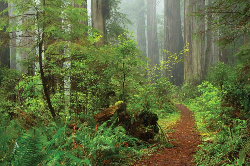 Prairie Creek Redwoods State Park offers fantastic flora and fauna sightings. Here, a heavy mist shrouds these coast redwoods along Ossagon Trail. 
