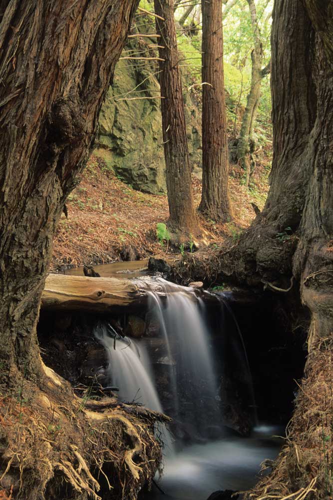 A waterfall among the coastal redwoods along Sobaranes Canyon Trail in Garrapata State Park.