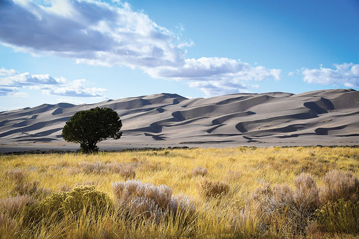 Great Sand Dunes National Park with tree and grass in foreground