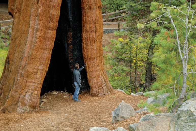 It’s difficult to grasp the size of a giant sequoia until you experience it up close.