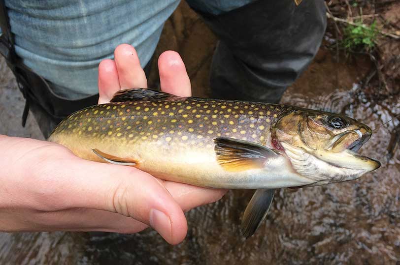 Anglers who cast their lines into Pine Creek can expect to catch brown trout like this, as well as smallmouth bass.