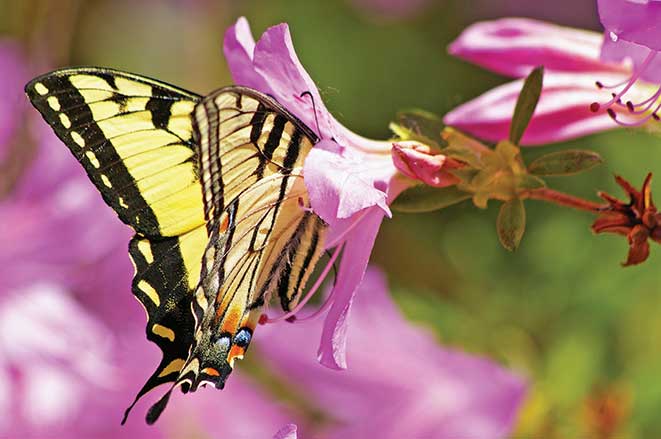 Butterflies and flowers give Pennsylvania’s Leonard Harrison State Park a splash of color, too. 