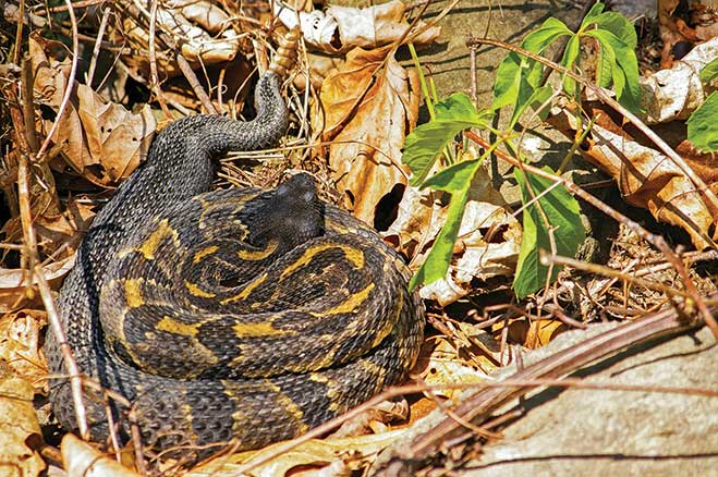 Timber rattlesnakes show themselves occasionally on the Pine Creek Rail Trail. They’re not aggressive, but it’s wise to keep your distance.