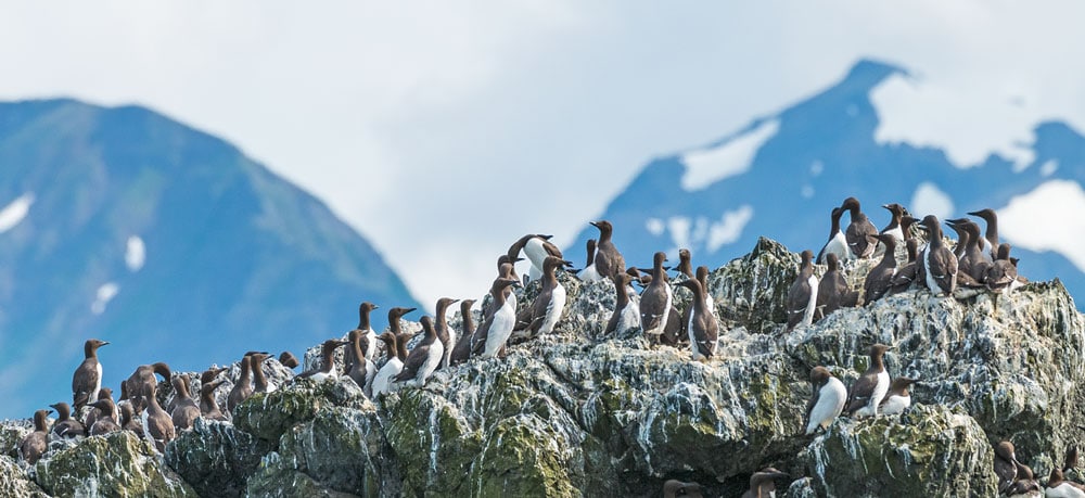 A flock of common murres A flock of common murres