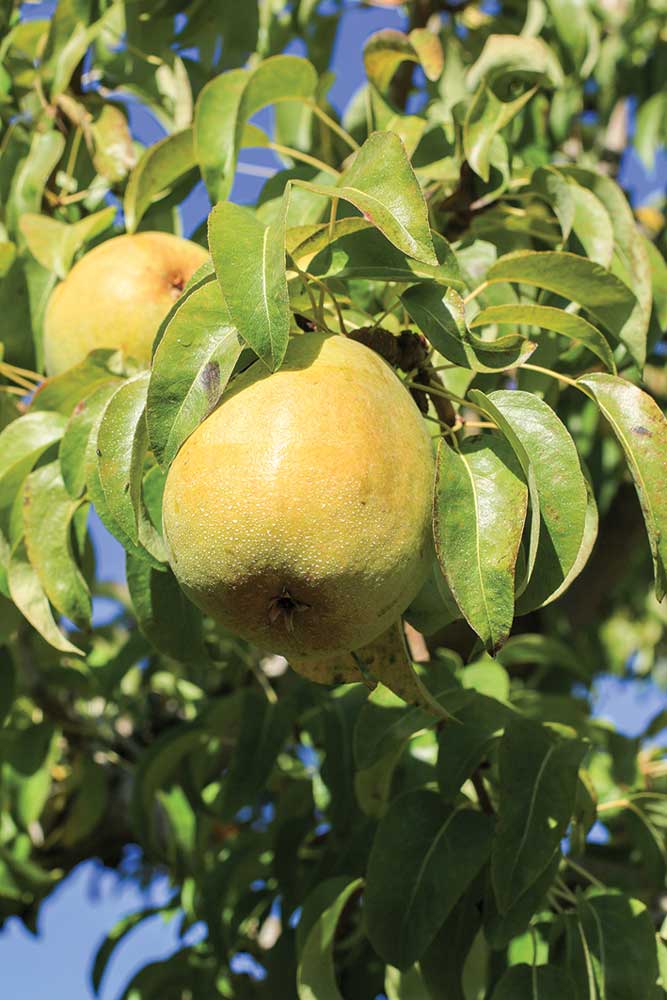 In the fall, visitors drive the Fruit Loop to stock up on fresh local pears and apples at dozens of orchards and farm stands.