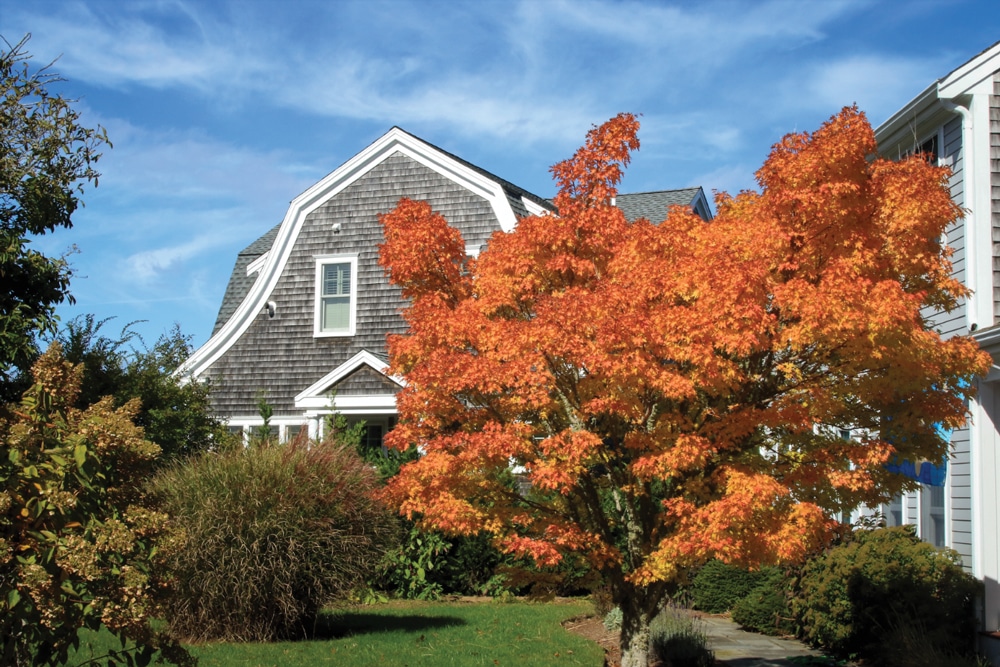 A maple tree displays the Cape’s brilliant fall color.