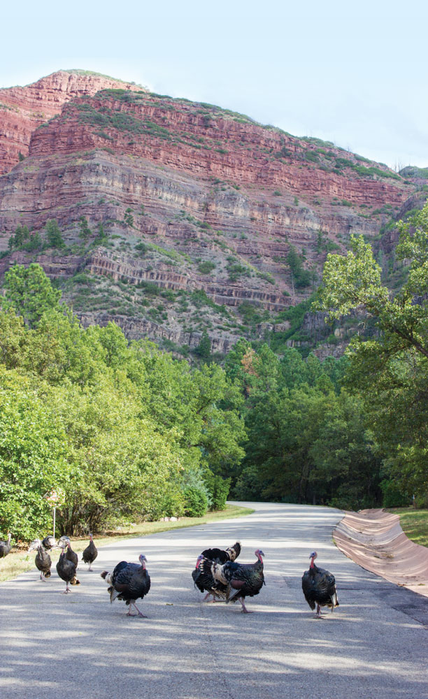  A rafter of wild turkeys gathered on a road near Durango. 