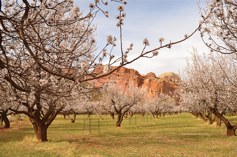 Peak flowering times to see the park’s fruit trees in bloom are late March through April 23 for peaches, late March through May 3 for pears and April 10 through May 6 for apples. 