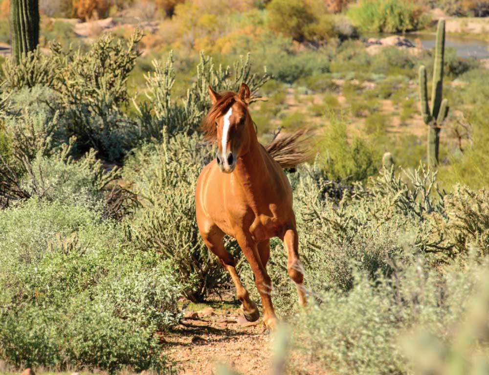 A wild horse gallops near Bush Highway east of Phoenix. 
