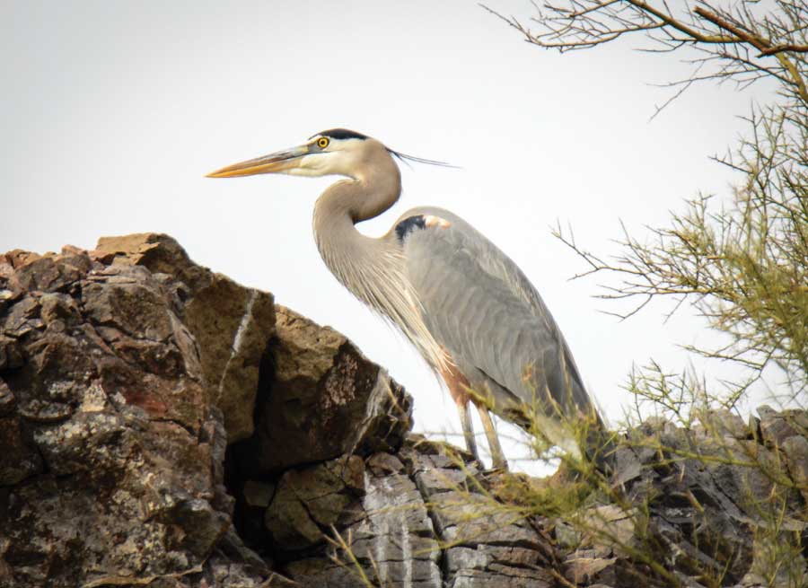 A great-blue heron waits patiently for its catch of the day at Blue Point Day Use Area in Tonto National Forest, 20 miles northeast of Mesa.