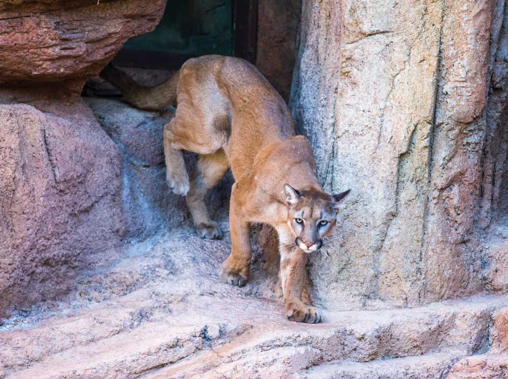 he Arizona-Sonora Museum adopts orphaned mountain lions. 