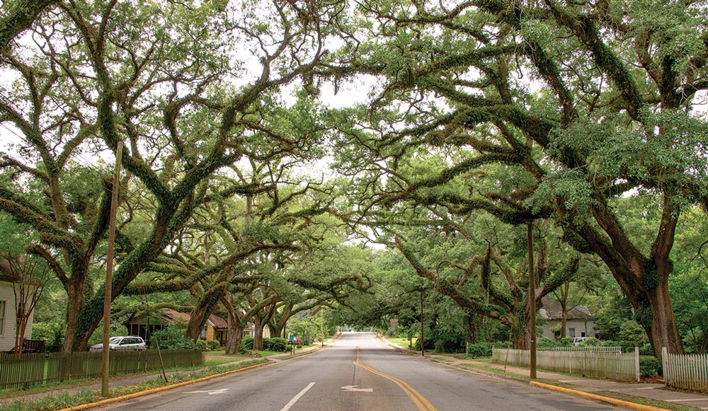 Massive trees form arches over the peaceful streets of Thomasville, ideal for cool, well-shaded walks among the town’s historic homes that date back to the 1800s.