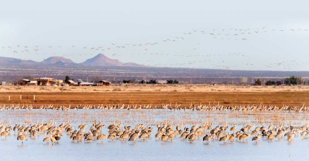 Huge flocks of sandhill cranes take up residence near Willcox, Arizona, and are easily seen at Whitewater Draw, especially at dawn or dusk.