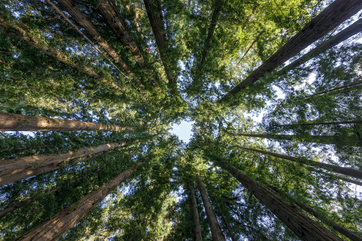 Felton, Santa Cruz Mountains, California, USA.