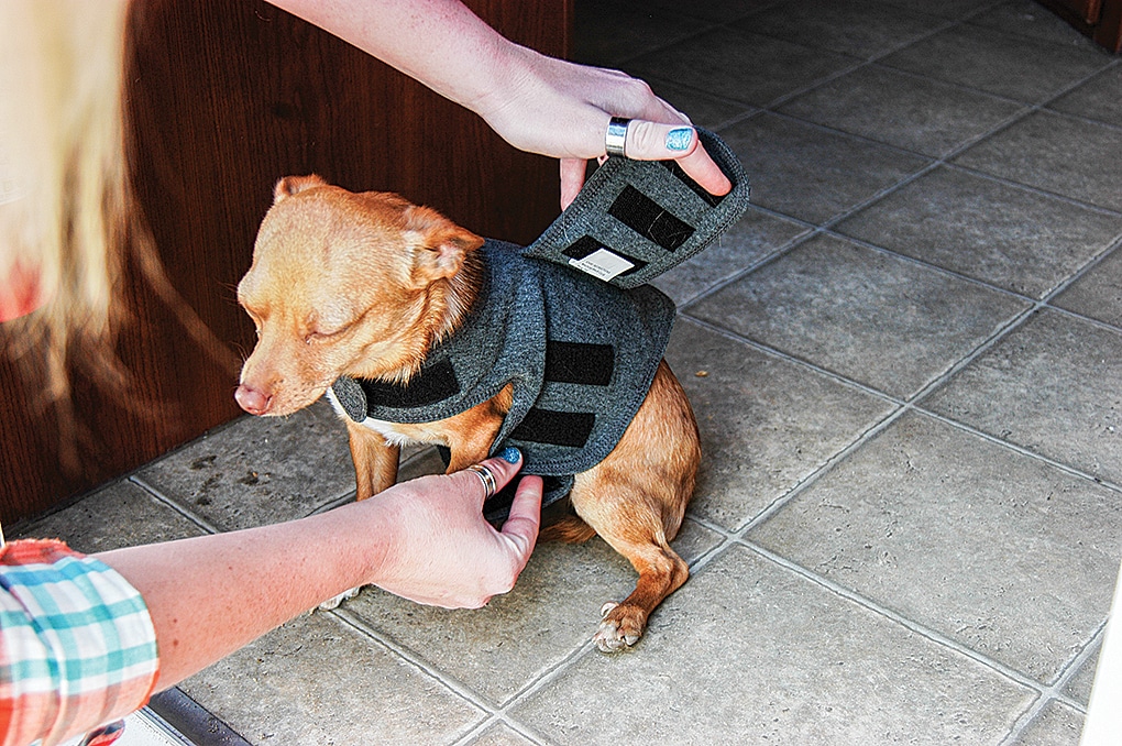The ThunderShirt alleviates anxiety in dogs and cats