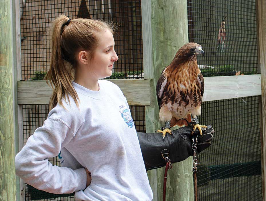 A hawk is displayed at The Seabird Sanctuary in Daytona Beach, Florida