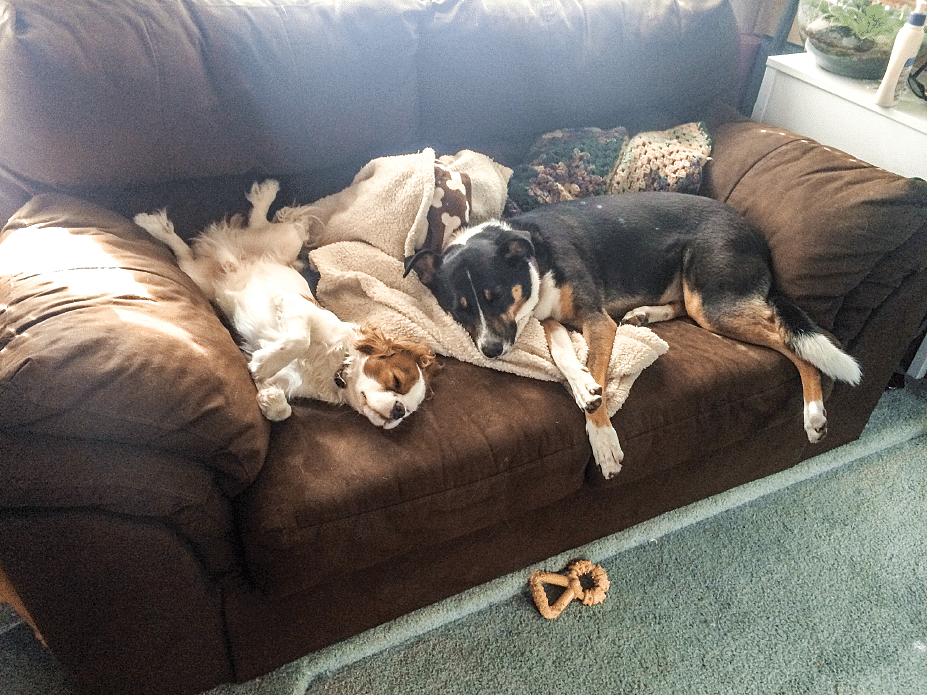 Theo and Piper relax after a long hike. When Angela and Andy leave the dogs alone in the motorhome, they set the thermostat to a comfortable temperature.