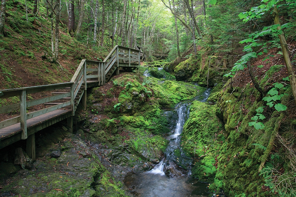 A trail leading to Dickson Falls on Saint Croix Island is filled with lush, green ferns and mosses.