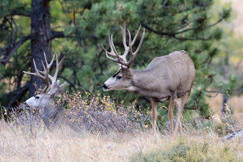 An RV makes a fine base camp for hunting big game such as these mule deer.