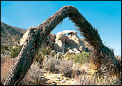 U shaped tree branch in desert