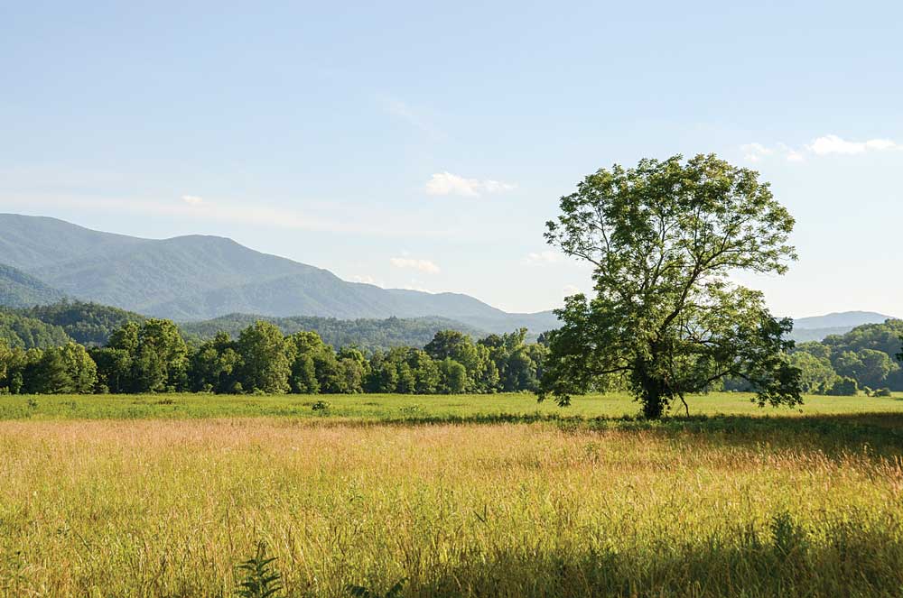 A meadow provides habitat for wildlife inside Great Smoky Mountains National Park. 