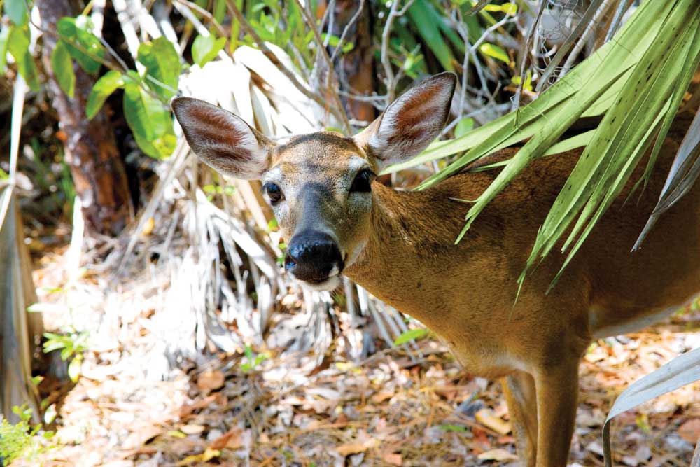 Deer looking at camera in woods