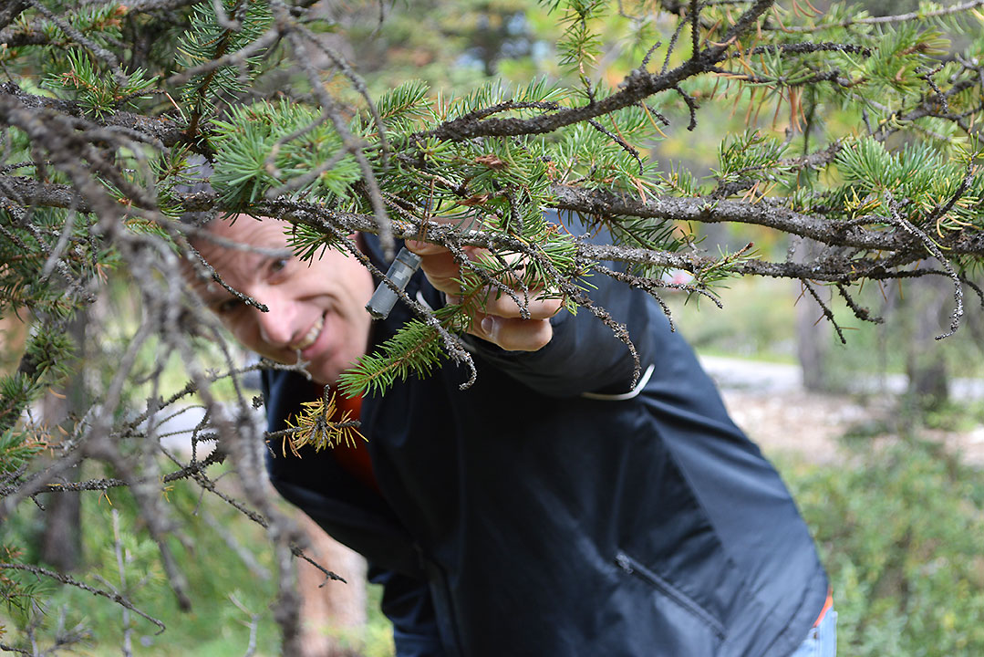 Man in blue shirt finds a geocache in a tree.